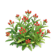Crimson Flame Milkweed — stage 2