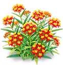 Crimson Flame Milkweed — stage 3