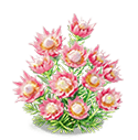 Rosy Crimson Blushing Bride — stage 3