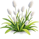 Snowy Bunnytail — stage 2
