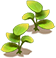 Monstera — stage 1
