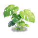 Monstera — stage 2