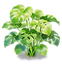 Monstera — stage 3