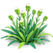 Pink Spray Carnation — stage 2