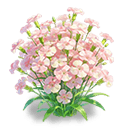 Pink Spray Carnation — stage 3