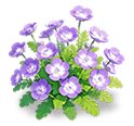 Purple Nemophila — stage 3