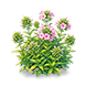 Pink Phlox — stage 2