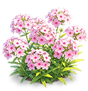 Pink Phlox — stage 3