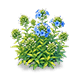 Azure Blue Phlox — stage 2