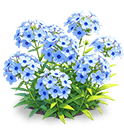 Azure Blue Phlox — stage 3