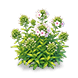 Snow White Phlox — stage 2