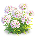 Snow White Phlox — stage 3