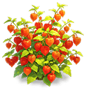 Red Calyx Lantern — stage 3