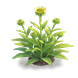 Coneflower — stage 2