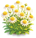 Coneflower — stage 3