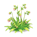 Pink Bell Drooping Fragrance — stage 2