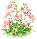 Pink Bell Drooping Fragrance — stage 3