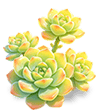 Jade Lotus Branch — stage 3