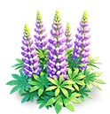 Purple Mist Lupine — stage 3
