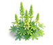Sunny Gold Lupine — stage 2