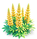 Sunny Gold Lupine — stage 3