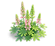 Burning Red Lupine — stage 2