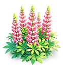 Burning Red Lupine — stage 3