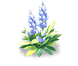 Deep Blue Lavender — stage 2