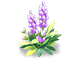Purple Mist Lavender — stage 2