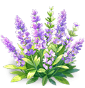 Purple Mist Lavender — stage 3