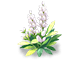 Frost Fluff Lavender — stage 2