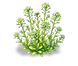 Snow Fluff Sweet Alyssum — stage 2