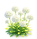 Snow Fluff Sweet Alyssum — stage 3