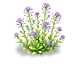 Violet Haze Sweet Alyssum — stage 2