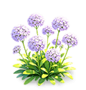 Violet Haze Sweet Alyssum — stage 3
