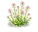 Cherry Pink Sweet Alyssum — stage 2