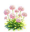 Cherry Pink Sweet Alyssum — stage 3