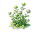 Indigo Pincushion Flower — stage 2