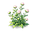 Rouge Pincushion Flower — stage 2