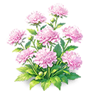 Rouge Pincushion Flower — stage 3