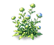 Cobalt Pincushion Flower — stage 2