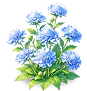 Cobalt Pincushion Flower — stage 3