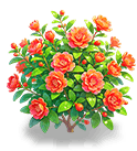 Crimson Pomegranate Bloom — stage 3
