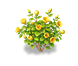 Sun-Facing Summer Hibiscus — stage 2