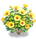 Sun-Facing Summer Hibiscus — stage 3