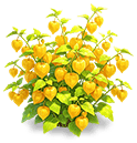 Warm Lantern — stage 3