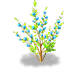 Bluestar Wintersweet — stage 2