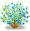 Bluestar Wintersweet — stage 3