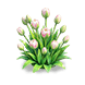 Snowtop Crimson Bud — stage 2