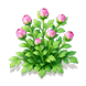 Rouge Cloud Astrantia — stage 2